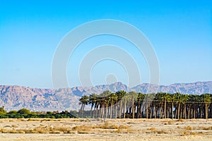 Plantation of Phoenix dactylifera, commonly known asÂ dateÂ orÂ date palm trees in Arava desert, Israel, cultivation of sweet del